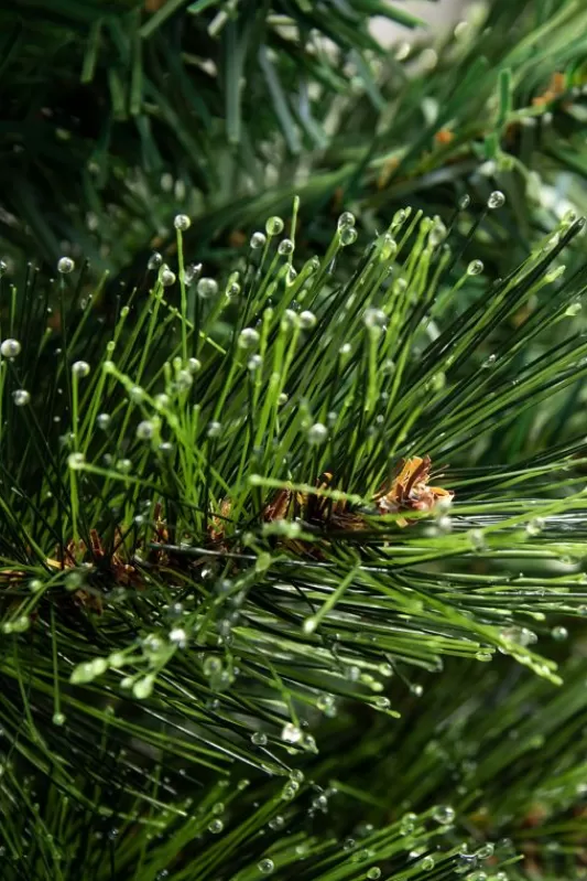 Outdoor Artificial Trees<Christmas Tree World The 4Ft Majestic Dew Pine Potted Tree (Indoor/Outdoor)