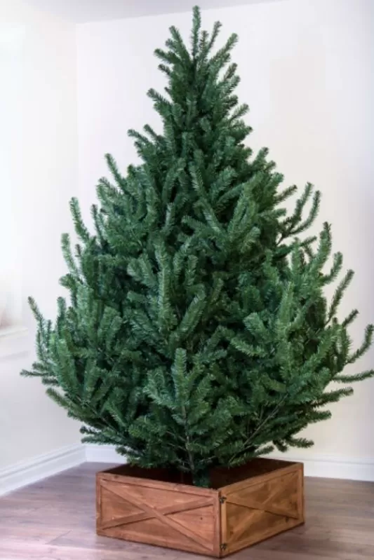 Ultra Realistic Christmas Trees<Christmas Tree World The Mountain Pine Tree (4Ft To 8Ft)