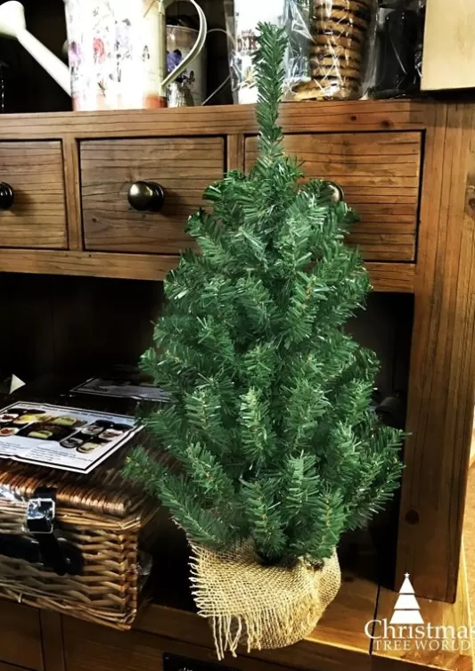 Traditional Christmas Trees<Christmas Tree World The Potted Mountain Pine Tree (60Cm To 90Cm)