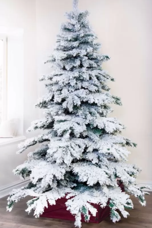 Traditional Christmas Trees<Christmas Tree World The Snow White Fir (5Ft To 8Ft)